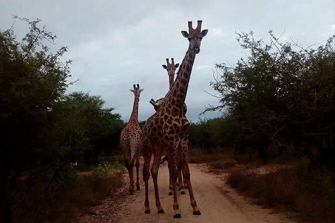 Sunrise Safari - Pickup from Marlothpark: the part that saves your morning
