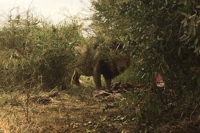 Sunrise Safari - Picnic-style snacking: bring a cooler for a more flexible morning
