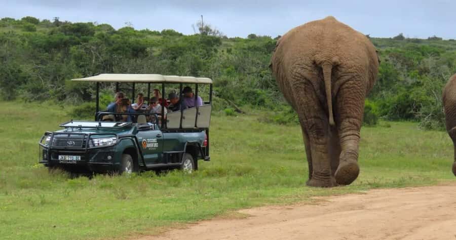 Sunrise Safari - through Addo Park to Schotia reserve - The open-vehicle game drive: why the wind matters