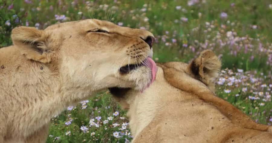 Sunrise Safari - through Addo Park to Schotia reserve - Meeting point pickups: Crisscross HQ and Chrislin African Lodge