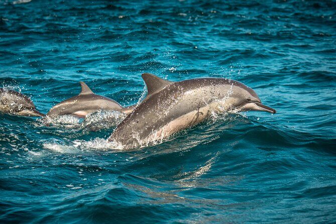 Sunset Boat Cruise on Bella Vita Champagne Lounger - Your route on the water: lagoon, Heads, and marine life spotting