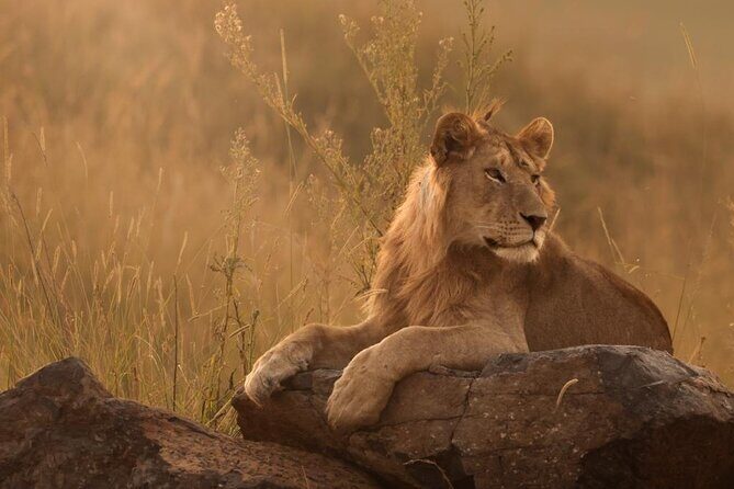 Sunset Game Drive in Big5 Reserve - Where this sunset drive fits in Kruger-area safari planning