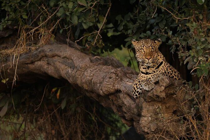 Sunset Game Drive in Big5 Reserve - What your guide does for you (and why it matters more than luck)
