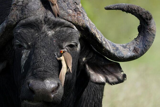Sunset Game Drive in Big5 Reserve - Meeting point and how to plan your arrival