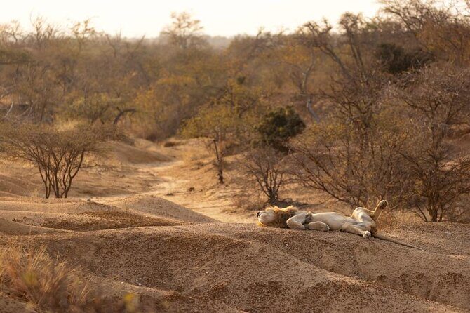 Sunset Game Drive in Big5 Reserve - What’s included (and what to bring anyway)