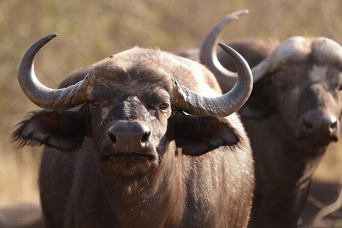 Sunset Game Drive in Big5 Reserve - The 3–4 hour flow: what the drive actually feels like