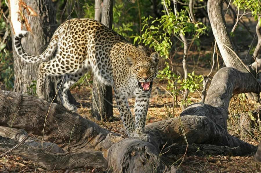 Sunset Safari at the big 5 Game Reserve All inclusive - Key takeaways before you book
