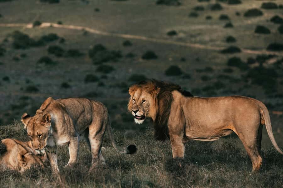 Sunset Safari at the big 5 Game Reserve All inclusive - Sunset Safari from Cape Town: how the 8 hours are paced