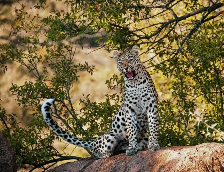 Sunset Safari at the big 5 Game Reserve All inclusive - Western Cape lead-in: photo stop, guided tour, and the pre-safari setup