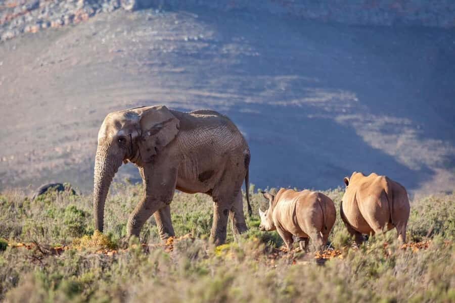 Sunset Safari at the big 5 Game Reserve All inclusive - The game drive: 3 hours of wildlife viewing in an open-air 4x4