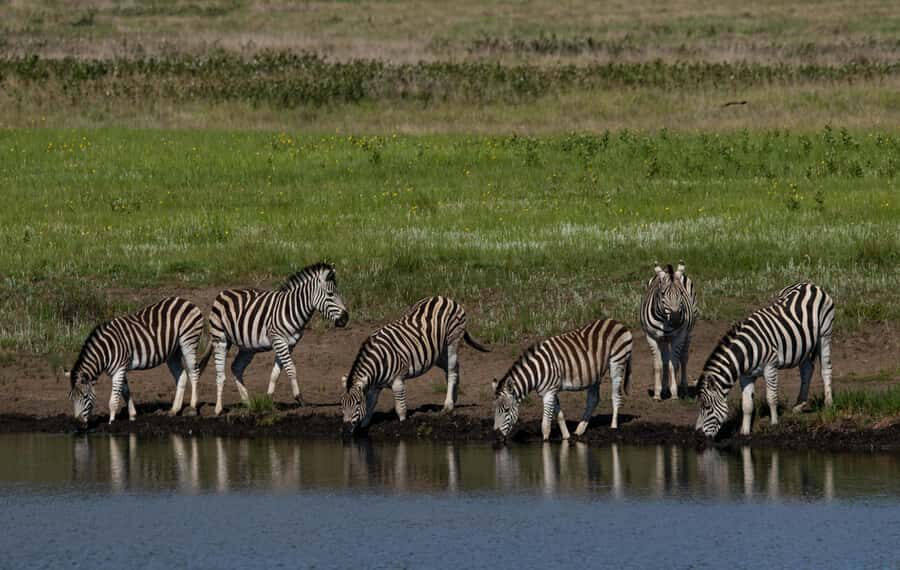 Sunset Safari at the big 5 Game Reserve All inclusive - Snacks, water, and the drink rules you should actually plan around