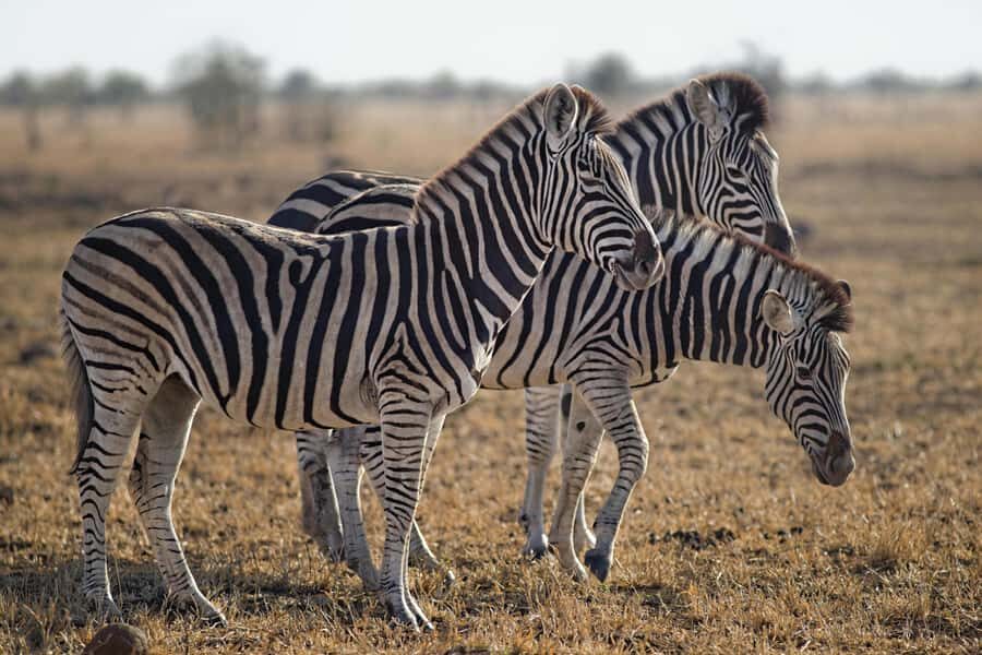 Sunset Safari at the big 5 Game Reserve All inclusive - Who this tour suits best (and who should think twice)