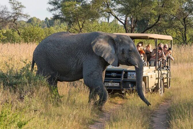 Sunset Safari Big 5 Aquila with Snacks and Wine Tasting - Key things to know before you go