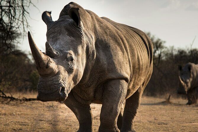 Sunset Safari Big 5 Aquila with Snacks and Wine Tasting - Price and logistics: value that depends on one big variable