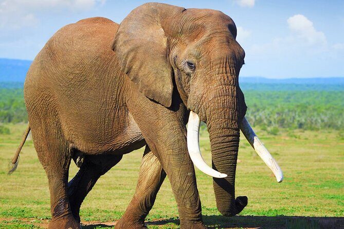 Sunset Safari Big 5 Aquila with Snacks and Wine Tasting - The 3-hour safari drive: spotting Big Five in real life