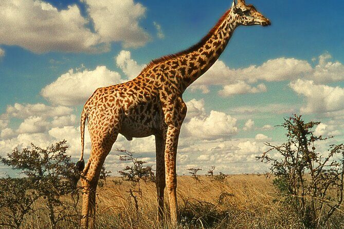 Sunset Safari Big 5 Aquila with Snacks and Wine Tasting - Little things that make your day smoother