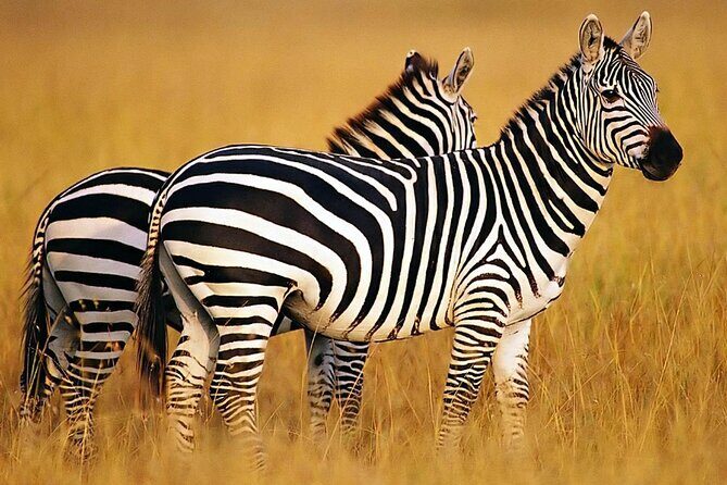 Sunset Safari Big 5 Aquila with Snacks and Wine Tasting - Cape Town stops before the bush: history without the marathon