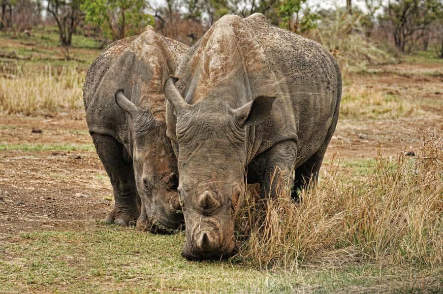 sunset safari big 5 Game reserve Group Tour - Key Things I’d Watch for