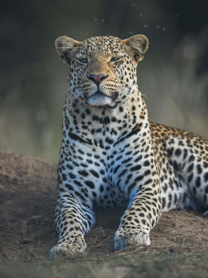 sunset safari big 5 Game reserve Group Tour - Cape Town to Aquila: The Drive Is Part of the Experience