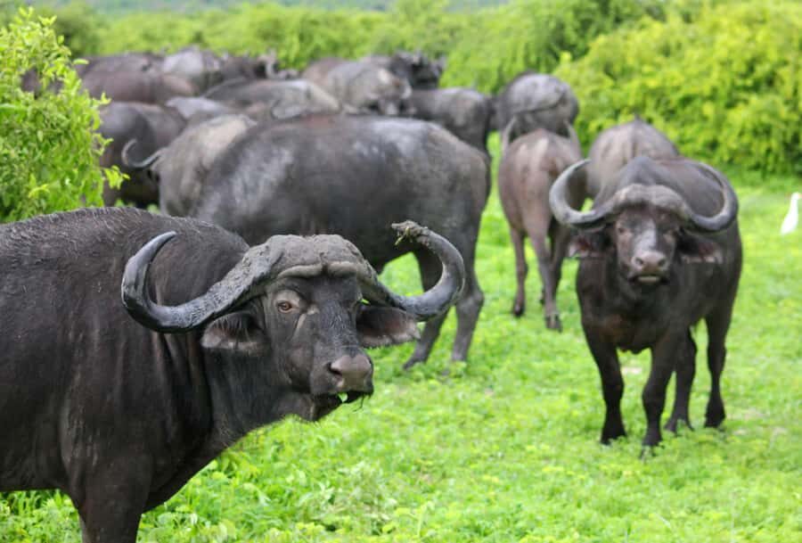 sunset safari big 5 Game reserve Group Tour - Inside Aquila: What “Big Five” Actually Means for Your Sighting Chances