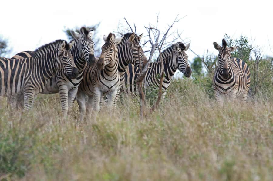 sunset safari big 5 Game reserve Group Tour - Price Check: Is $224 Good Value for a One-Day Safari?