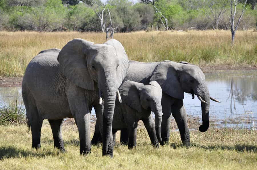 sunset safari big 5 Game reserve Group Tour - Guide Notes: Enoch Mukidi and the Calm-Professional Factor