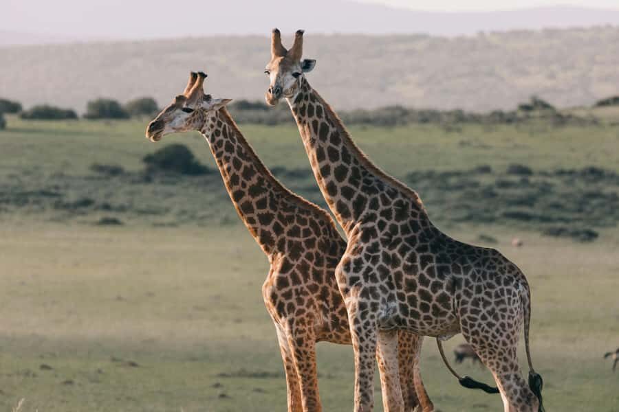 sunset safari big 5 Game reserve Group Tour - Who This Tour Fits Best (and Who Should Skip It)