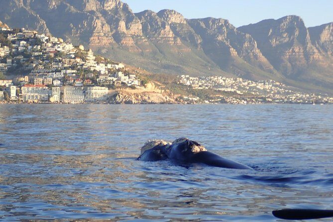 Sunset Session - Granger Bay Route: Green Point Lighthouse, Wrecks, and Dolphin Chances