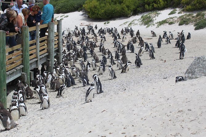 Swim with Penguins At Boulders Chapman's Peak Exc Entry Fees - Hout Bay: fishing village energy and Seal Island moments