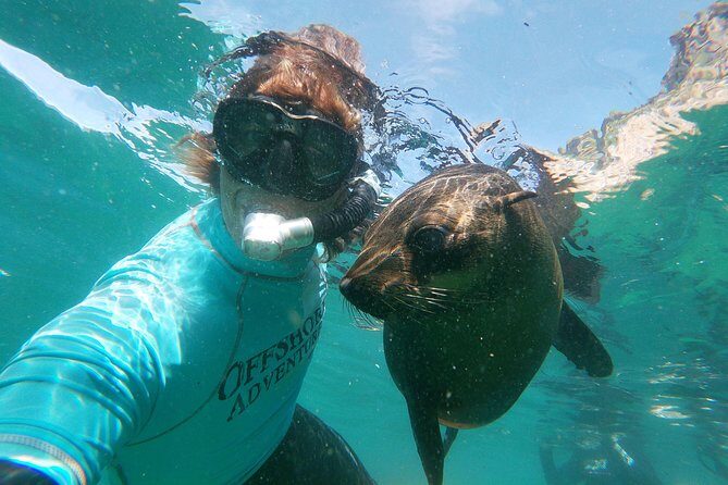 Swim with Seals - Key things that make this tour worth your time