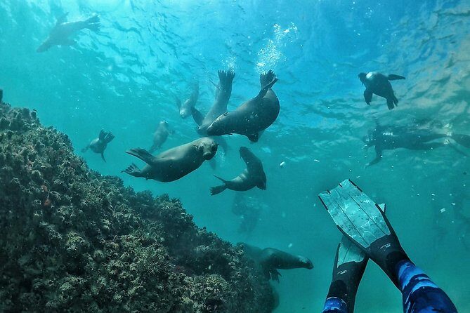 Swim with Seals - Robberg Marine Protected area: why the bay works for first-timers