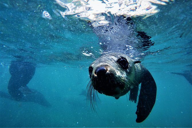 Swim with Seals - Safety, gear, and the guide factor: Offshore Adventures’ approach