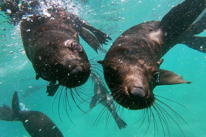 Swim with Seals - Group size, timing, and what to expect on the day