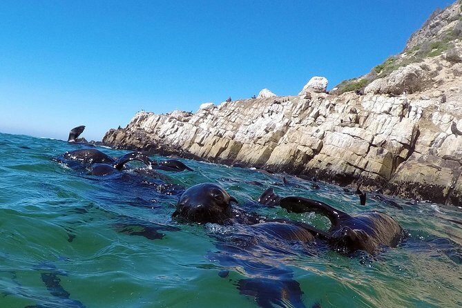 Swim with Seals - Who should book this seal swim, and who should think twice