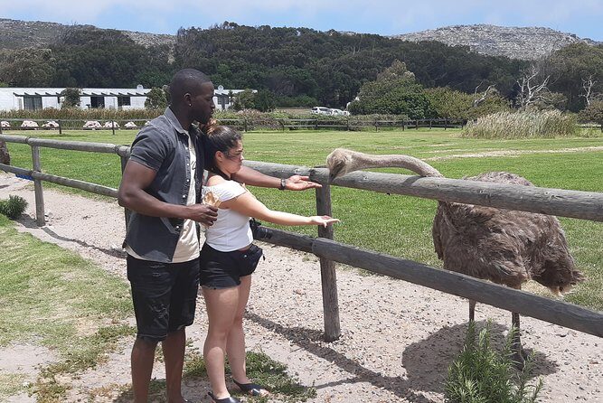 Table Mountain and Cape of Goodhope - Cape of Good Hope + Cape Point: Tram Up, Walk Down, Then Look for Animals