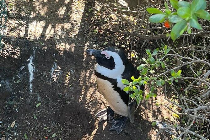 Table Mountain and Penguins Half Day Shared Group Tour - Why This Route Works: Bo-Kaap, Table Mountain, Penguins, and Muizenberg