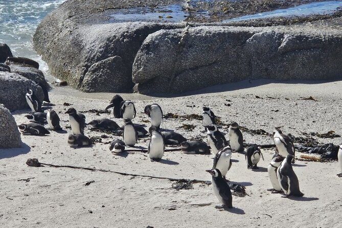 Table Mountain Boulder's Beach and Cape Point - Boulders Beach Penguin Colony: meeting the penguins on their walkways