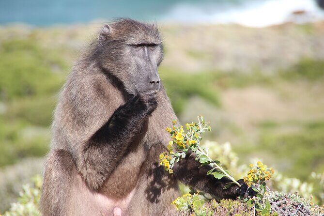 Table Mountain, Cape of good hope Full Day Shared Group Tour - Cape Point and the Cape of Good Hope: Two Ocean Views and That Big-Edge Feeling