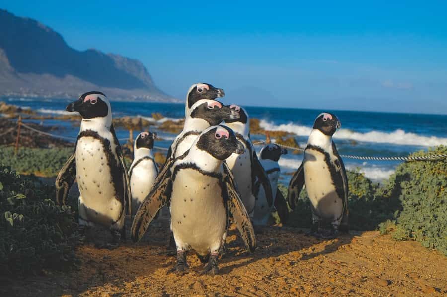 Table Mountain, Cape Of Good Hope, Penguins, Full Day Tour - Money, Timing, and What’s Included vs. Not
