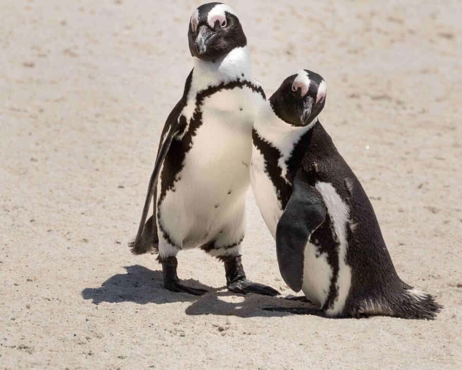 Table Mountain, Cape of Good Hope & Penguins Private Tour - Key highlights you’ll actually feel