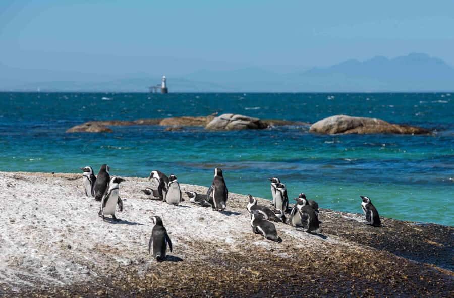 Table Mountain, Cape of Good Hope & Penguins Private Tour - Price and what’s included: where the $280 actually goes