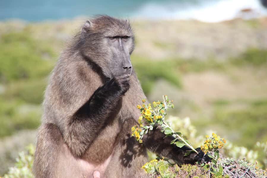 Table Mountain, Cape of Good Hope & Penguins Private Tour - Chapman’s Peak Drive: the coastal road stop that actually matters