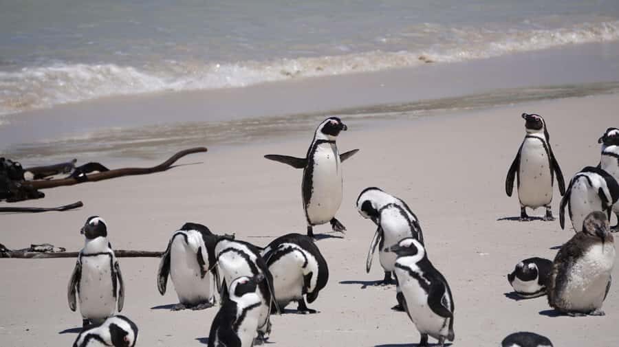 Table Mountain, Cape of Good Hope & Penguins Private Tour - Private guide value: more than directions and checklists