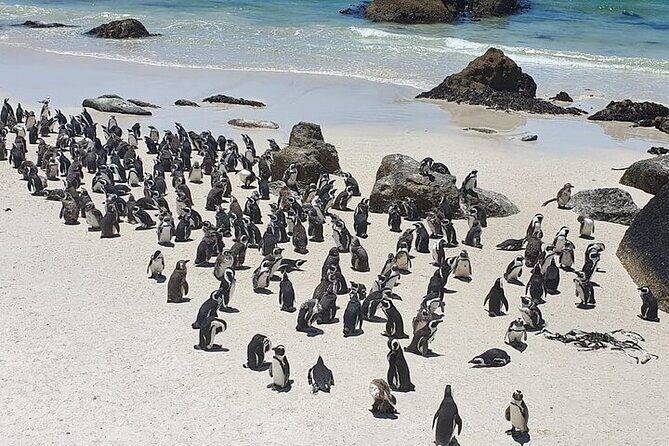 Table Mountain, Cape Point & Penguin Beach ENTRANCE INCLUDED - Cape Point lighthouse and the Cape Peninsula drive you can’t get on your own fast