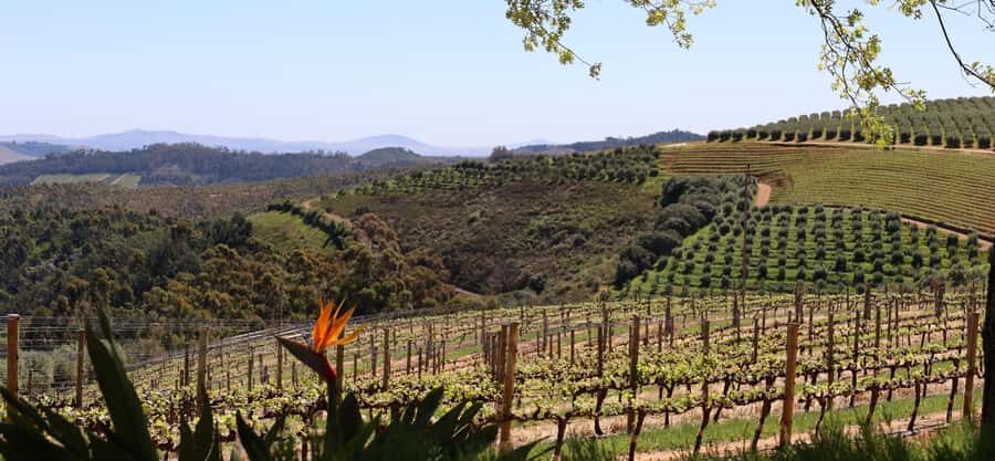 Table Mountain & Constantia Wine Estate Private Combo Tour - Constantia Glen Vineyards: Cool-Climate Tasting with Views