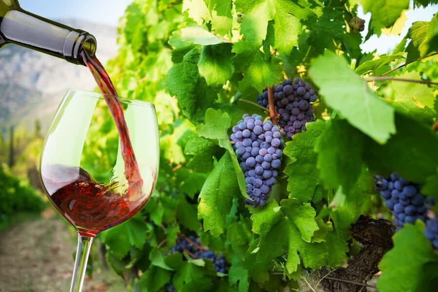 Table Mountain & Constantia Wine Estate Private Combo Tour - Steenberg Estate Finish: Executive Tasting Before You Head Back