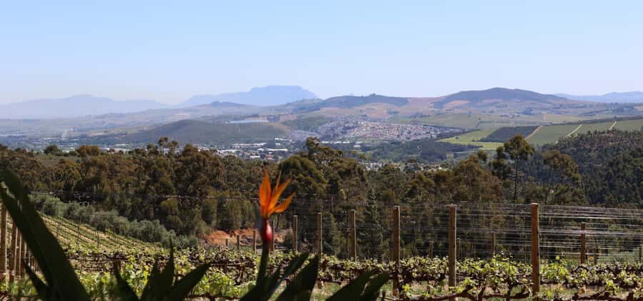 Table Mountain & Constantia Wine Estate Private Combo Tour - Practical Tips for a Smooth 8 Hours