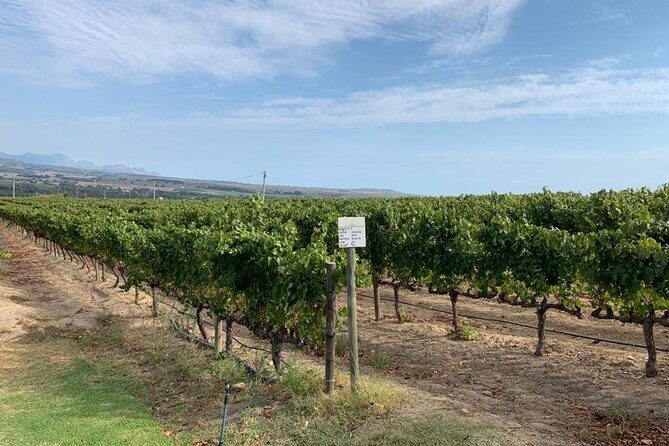Table Mountain & Constantia Wine Tasting Full Day Tour. - Should you book this Table Mountain & Constantia day tour?