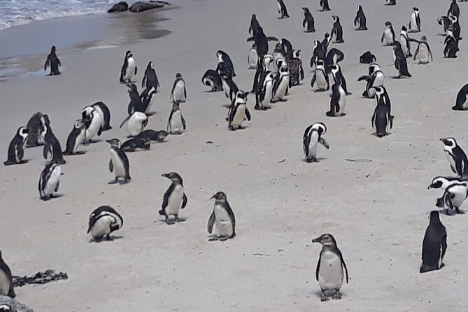 Table Mountain, penguin and Cape of good hope Fees included - Noordhoek Farm Village: Coffee and a Beach That’s Worth Seeing