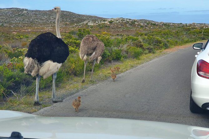 Table Mountain, penguin and Cape of good hope Fees included - Cape Point Nature Reserve: A Long Drive That Turns Into a Real Nature Stop
